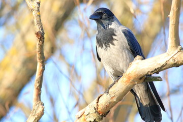 Hooded crow sitting on the branch in park