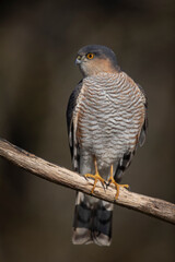 Epervier d'Europe Accipiter nisus