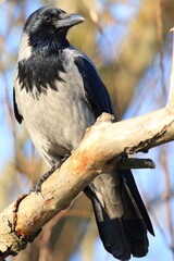 Hooded crow sitting on the branch in park