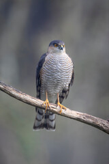 Epervier d'Europe Accipiter nisus