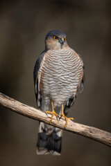 Epervier d'Europe Accipiter nisus