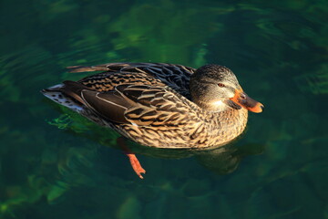 Mallard duck female on the clear fresh water
