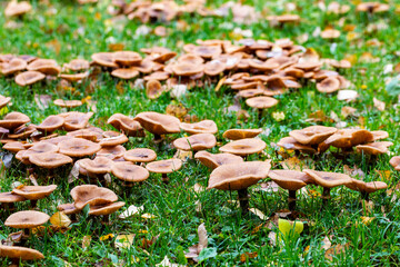Lots of honey mushrooms © Timo