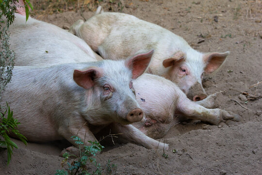 three pigs resting outdoors  in mud