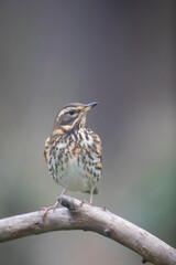 Grive mauvis Turdus iliacus