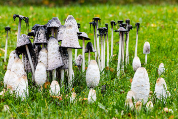 Shaggy ink cap mushrooms © Timo
