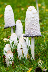 Shaggy ink cap mushrooms