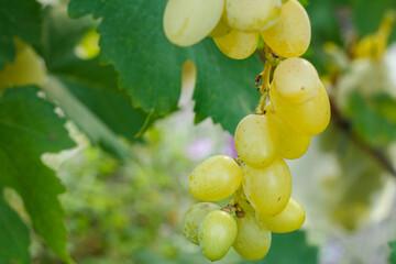Bunch of ripe white grapes on a bush