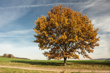 freistehende Eiche im Herbst