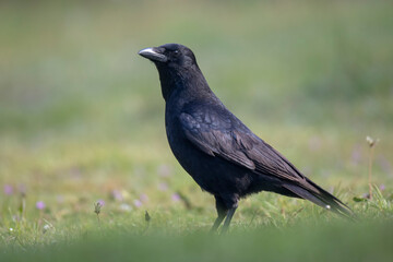 Corneille noire Corvus corone