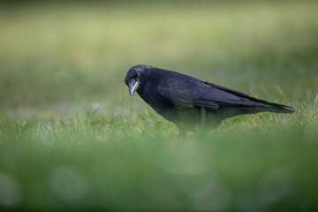 Corneille noire Corvus corone