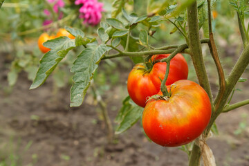 Ripe tomatoes growing on bushes in the garden.
