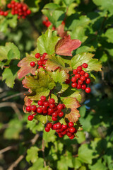 Viburnum branches with berries and autumn yellow leaves.