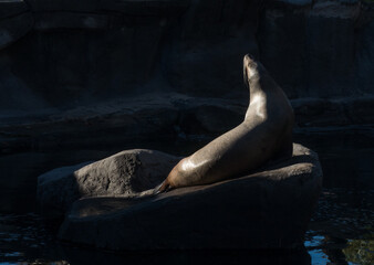 Sea lion sun bathing