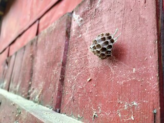 abandoned wasp's nest