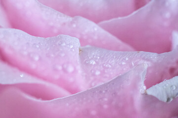 Macro. Rose close-up. Water drops on the petals. Pink and white flowers