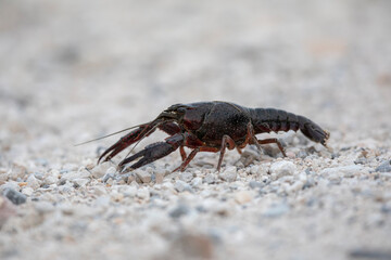 Ecrevisse rouge de Louisiane (Procambarus clarkii) 