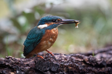 Martin-pêcheur d'Europe Alcedo atthis