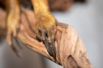 tamarin lion