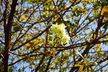 御衣黄桜（ギョイコウザクラ）