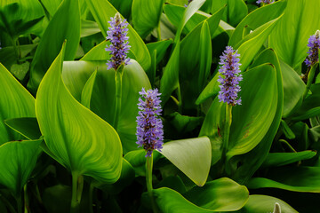 Closeup of pickerelweed (Pontedria Cordata) flower and leaves  © Gert-Jan van Vliet