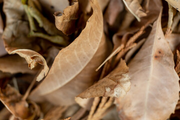 dry leafs fall down on ground, autumn background.selective focus. macro. close up. top view