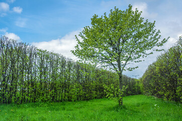 Hedged tree