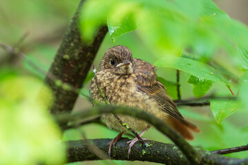 Juvenile Common redstart (Phoenicurus phoenicurus) portrait