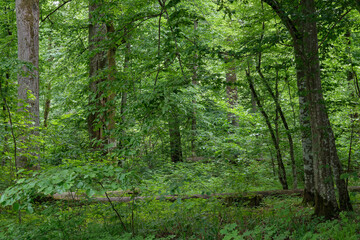 Fototapeta na wymiar Natural deciduous forest with hornbeam and oak