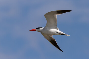 Flying tern against a blue sky
