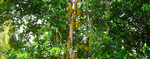 Fototapeta premium Breadfruit tree with ripe fruits. Tropical garden. Wide photo.