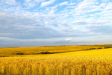 Wide wheat field landscape with sky in clouds. Authentic farm series.