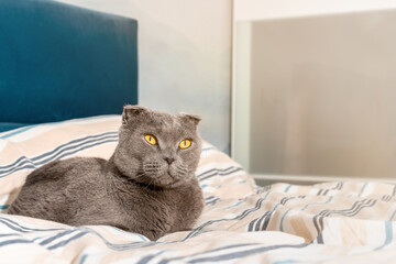 Cat breed Scottish fold sitting on the bed, cozy modern interior