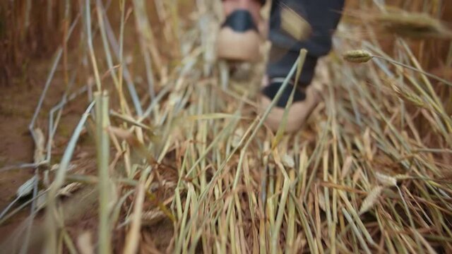 close-up boy's feet walking in a wheat field, trampled wheat