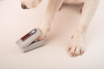 Measurement of the dog's oxygen saturation. The oxygen level in the puppy's blood