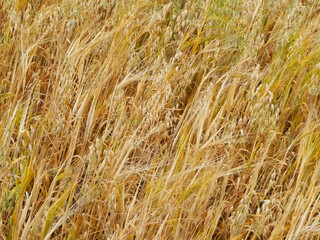Oat field as nature background.