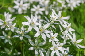 White flower field