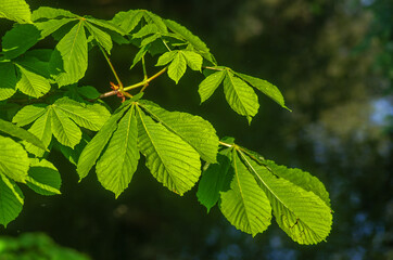 Chestnut leaves