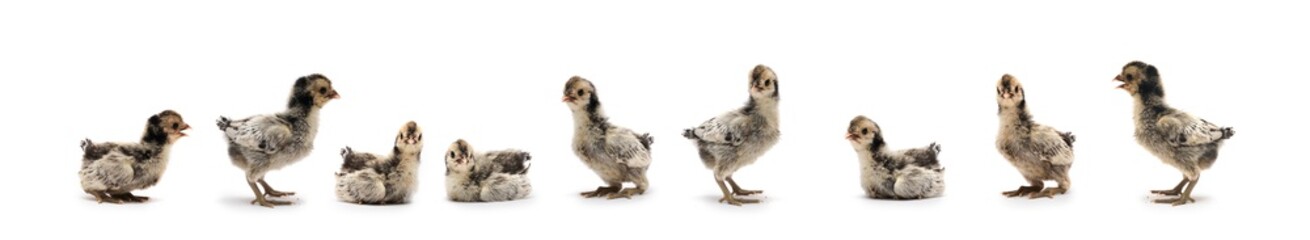 9 Isolated Cute white gray baby Appenzeller Chicken set on the row on white clear background studio light.