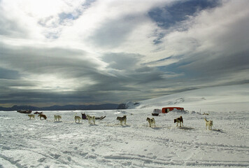 Group of dogs near trailer in snow-covered landscape