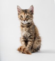 Fototapeta na wymiar gato bebe mascota felina