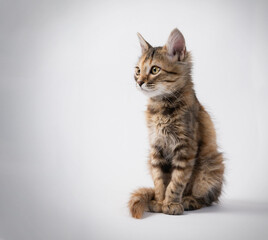 gato mascota modelo mirando a un lado