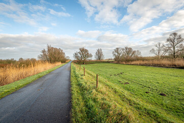Endlessly long seeming road through the Dutch National Park De Biesbosch in the province of Noord-Brabant. It's a nice day in winter. The trees are bare and molehills are visible in the dewy grass.