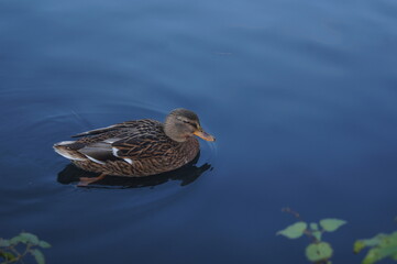 
Anas platyrhynchos it is a duck in a pond,: any of various swimming birds (family Anatidae, the duck family) in which the neck and legs are short, the feet typically webbed