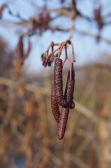 red hazelnut tree with its seeds