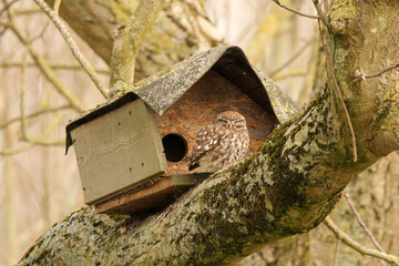 a little owl sits in front of its birdhouse nest box in a big tree in the dutch countryside in the sunshine in springtime closeup