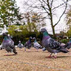 Pigeons