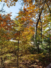 autumn in the forest