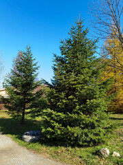 path in the forest
