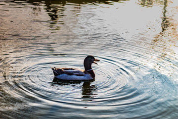 Swimming duck